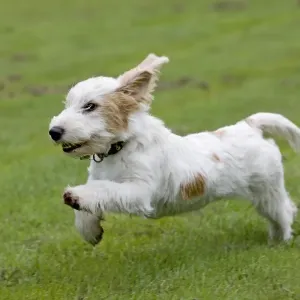 Dog - Basset Griffon Veneen - young dog running Dog - Basset Griffon Veneen - young dog running
