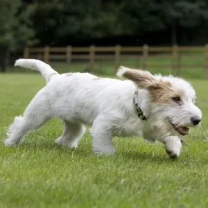 Dog - Basset Griffon Veneen - young dog running Dog - Basset Griffon Veneen - young dog running