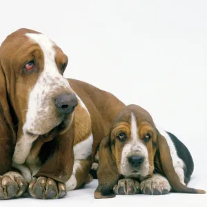 Dog - Basset Hound, adult with puppy