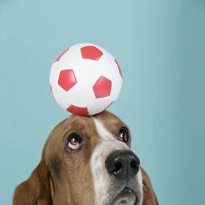 DOG. Basset hound balancing a football on head
