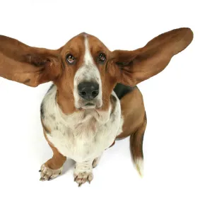 Dog - Basset Hound with ears up