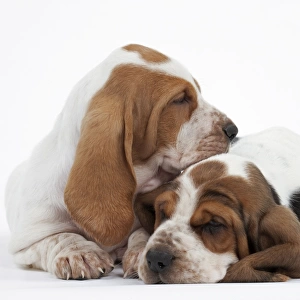 Dog - Basset Hound - two puppies lying down together