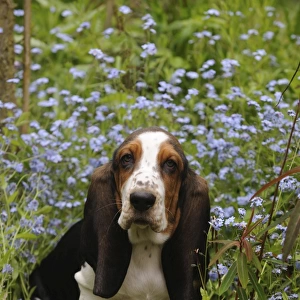 DOG. Basset hound puppy (10 weeks) sitting in flowers