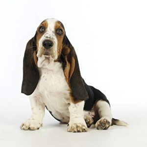 DOG. Basset hound puppy (10 weeks) sitting