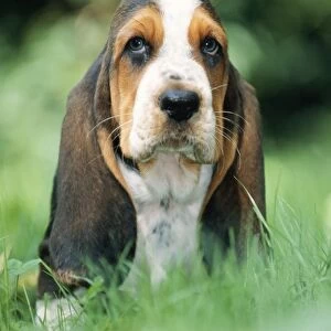 Dog - Basset Hound puppy