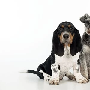 DOG - Basset hound puppy and miniature schnauzer (clipped) sitting together