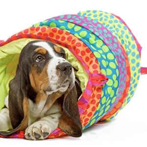 Dog - Basset Hound in studio in brightly coloured bed