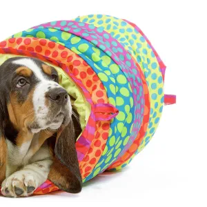 Dog - Basset Hound in studio in brightly coloured bed