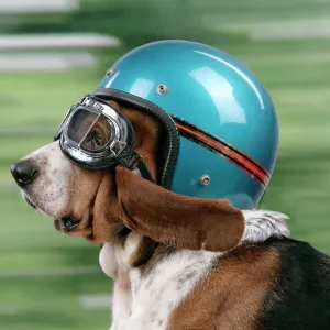 DOG. Basset hound wearing goggles & helmet