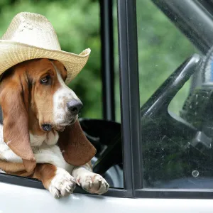 Dog - Basset Hound wearing hat in van