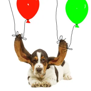 Dog - Bassett hound puppy with ears being held up by balloons