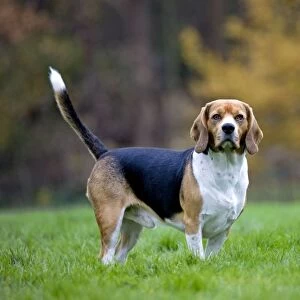 Dog - Beagle dog