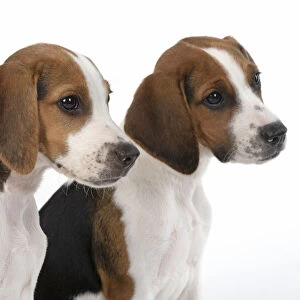 DOG. Beagle puppies x2 ( 16 weeks old ), portrait, head study, profile, studio, white background