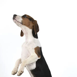 DOG. Beagle puppy ( 16 weeks old ), portrait, sitting with paws up, studio, white background