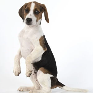 DOG. Beagle puppy ( 16 weeks old ), portrait, sitting with paws up, studio, white background