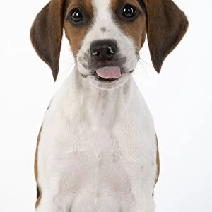 DOG. Beagle puppy ( 16 weeks old ), portrait, tongue out studio, white background