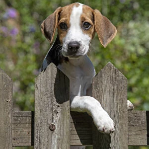DOG. Beagle puppy ( 16 weeks old ), portrait, looking over a gate paws over, garden