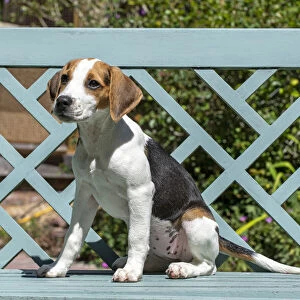 DOG. Beagle puppy ( 16 weeks old ), portrait, sitting on a garden bench, summer