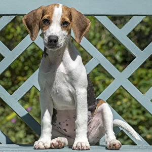 DOG. Beagle puppy ( 16 weeks old ), portrait, sitting on a garden bench, summer