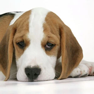 Dog - Beagle Puppy lying down