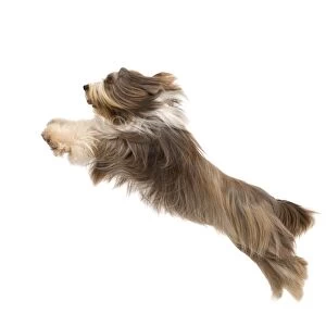 Dog - Bearded Collie - leaping in mid-air