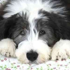 Dog. Bearded Collie puppy Dog. Bearded Collie puppy