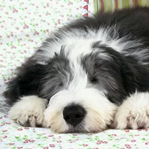 Dog. Bearded Collie puppy in basket
