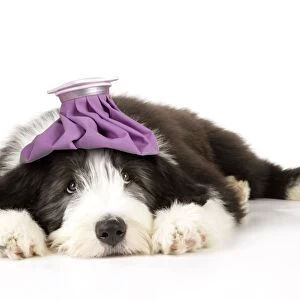 Dog. Bearded Collie puppy laying down with cold compress / ice pack on head. Digital Manipulation: ice pack (JD)