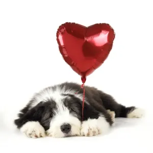 Dog. Bearded Collie puppy laying down with heart shaped balloon Digital Manipulation: balloon (JD) Dog. Bearded Collie puppy laying down with heart shaped balloon Digital Manipulation: balloon (JD)