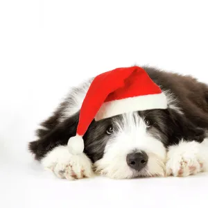 Dog. Bearded Collie puppy laying down wearing Christmas hat Digital Manipulation: Christmas hat (JD)