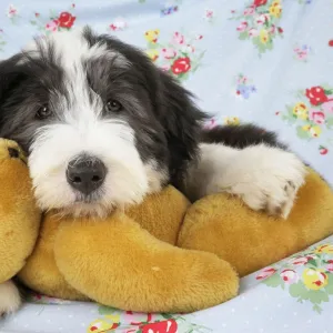 Dog. Bearded Collie puppy with teddy bear