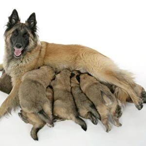 DOG - Belgian Shepherd (Tervuren) dog with puppies feeding