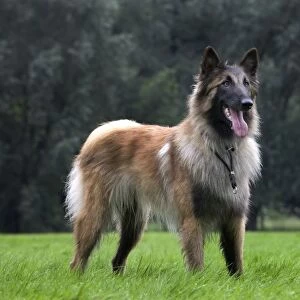 Dog - Belgian Shepherd / Tervuren Dog