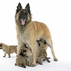 DOG - Belgian Shepherd (Tervuren) dog with puppies