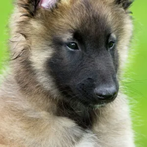 Dog - Belgium Shepherd Tervuren puppy in garden