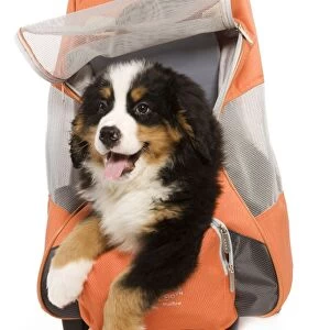 Dog - Bermese Mountain Dog puppy in dog carrying bag, in studio