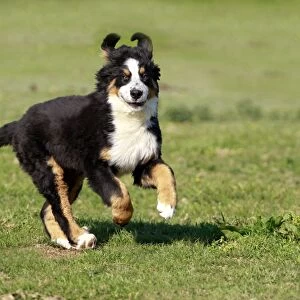 Dog - Bernese Mountain Dog