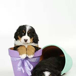 DOG. Bernese mountain puppy sitting in flower pot next to bernese mountain puppy laying in flower pot