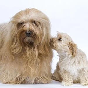 Dog - Bichon Havanais / Havanese adultt & puppy in studio