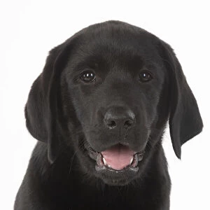 DOG. Black labarador puppy (10 weeks old ) head study, expressions, studio, white background