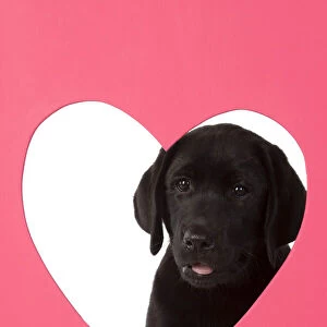 DOG. Black labarador puppy (10 weeks old ) head study, looking through heart shaped hole, studio, white background