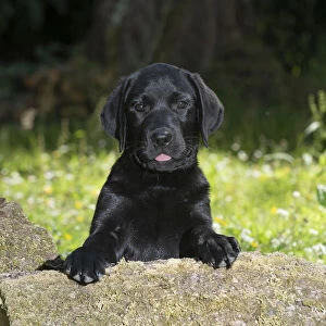 DOG. Black labarador puppy (10 weeks old ) paws on a mossy log in a garden