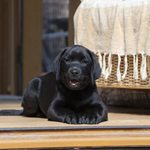 DOG. Black labarador puppy (10 weeks old ) laying in the doorway of a garden room looking out