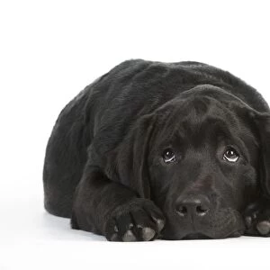 DOG - Black labrador laying down