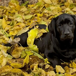 DOG - Black labrador laying in leaves