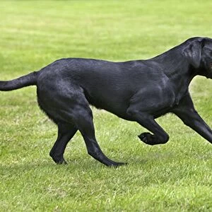 Dog - Black Labrador - playing in garden with ball