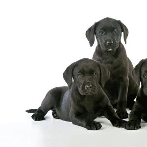 DOG. Black Labrador puppies (8 weeks old )