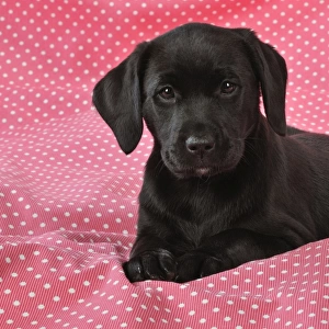 DOG. Black Labrador puppy (8 weeks old ) on red spotted background