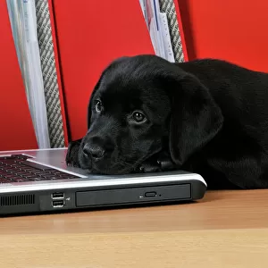 DOG. Black Labrador puppy (8 weeks old ) on a laptop computer