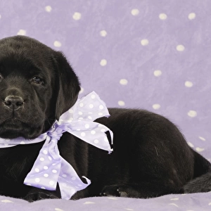 DOG. Black labrador puppy laying down with purple bow around its neck